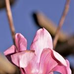 Magnolia 'Vulcan' - 