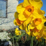 Narcissus jonquilla 'Martinette' - 