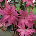 Rhododendron 'Roza' - Rhododendron 'Roza' - 