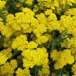 Achillea millefolium 'Little Moonshine' - Achillea millefolium 'Little Moonshine'