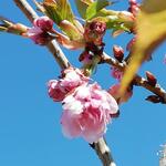 Prunus serrulata 'Kiku-shidare-zakura' - 