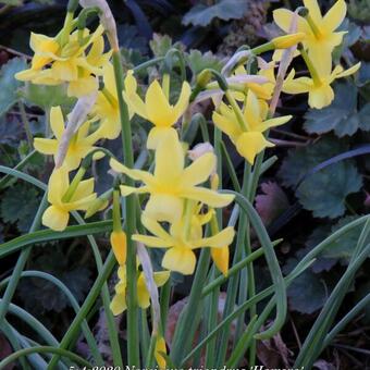 Narcissus triandrus 'Hawera'