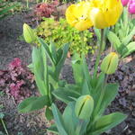 Tulipa 'Crystal Star' - 
