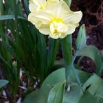 Narcissus 'Yellow Cheerfulness' - 