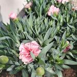 Dianthus 'OSCAR Pink and Purple' - 