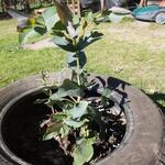 Eucalyptus neglecta - 