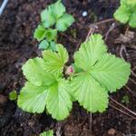 Rubus arcticus - 
