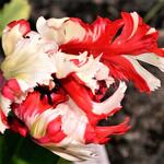 Tulipa 'Estella Rijnveld' - 