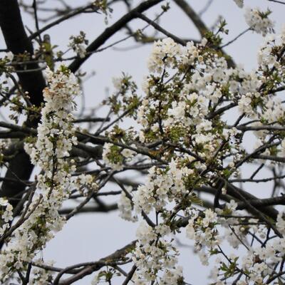 Vogel-Kirsche - Prunus avium