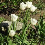 Tulipa 'Clearwater' - 