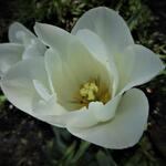 Tulipa 'Clearwater' - 
