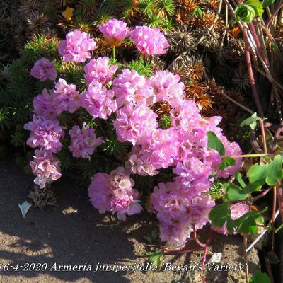 Armeria juniperifolia 'Bevan's Variety' - 