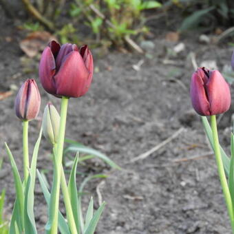 Tulipa 'Queen Of Night'