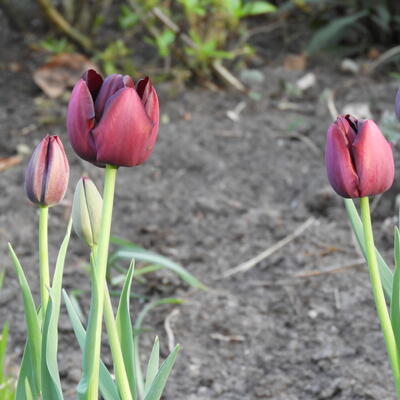 Tulipa 'Queen Of Night' - 