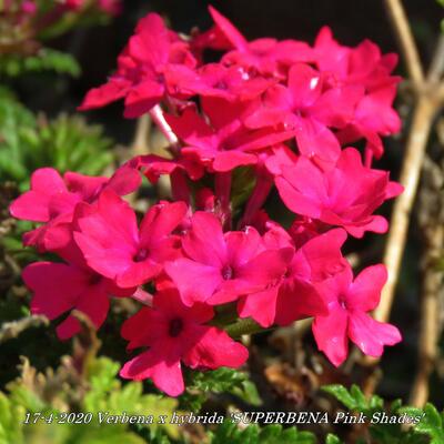 Verbena x hybrida 'SUPERBENA Pink Shades' - 