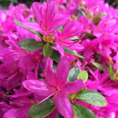 Rhododendron 'Hatsugiri' - 