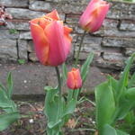 Tulipa 'Orange van Eijk' - 
