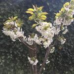 Prunus avium 'Sylvia' - 