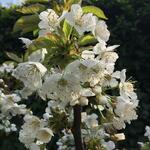 Prunus avium 'Sylvia' - 