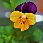 Viola cornuta 'Sorbet Orange Duet' - 