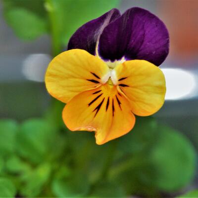 Viola cornuta 'Sorbet Orange Duet' - 