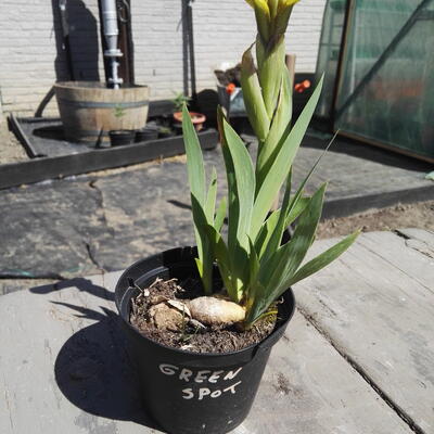 Iris pumila 'Green Spot' - 