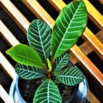 Euphorbia leuconeura - 