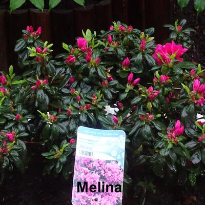 Rhododendron 'Melina' - 