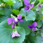 Viola sororia 'Rubra' - 
