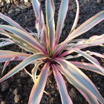 Yucca gloriosa 'Bright Star' - 