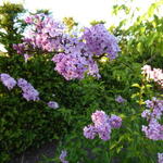 Syringa x chinensis 'Lilac Sunday' - 