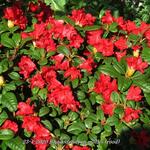 Rhododendron mollis (rood) - Rhododendron mollis (rood)