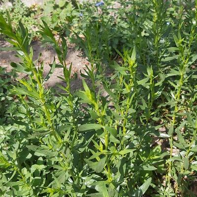 Artemisia dracunculus - Estragon - Artemisia dracunculus