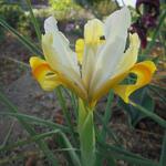 Iris hollandica 'Montecito' - 