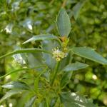 Ilex aquifolium ‘Myrtifolia’ - 
