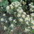 Rhododendron groenlandicum 'Helma'