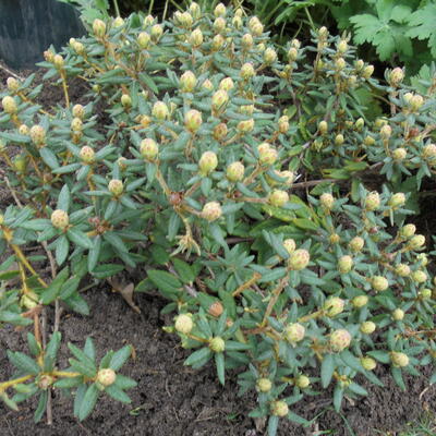 Rhododendron groenlandicum 'Helma' - 
