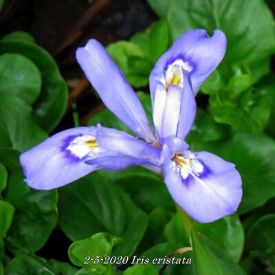 Iris cristata - 