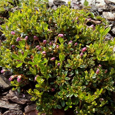 Rhododendron campylogynum subsp. myrtilloides - 
