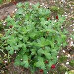 Trifolium incarnatum - Trèfle incarnat