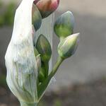 Allium tripedale - Allium tripedale - Kleiner Honiglauch