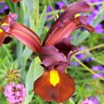Iris hollandica 'Red Ember' - 