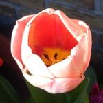 Tulipa Darwin-hybride - 