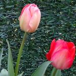 Tulipa Darwin-hybride - 