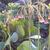 Allium siculum subsp. dioscoridis