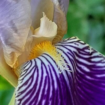 Iris germanica 'Alcazar'