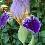 Iris germanica 'Alcazar' - 