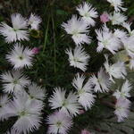 Dianthus hyssopifolius - 