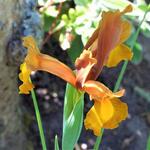 Iris hollandica 'Autumn Princess' - 