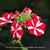 Verbena x peruviana SAMIRA 'Deep Red Star'
